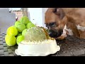 MY PUPPY TURNS ONE ☝️🎉  Baking A Dog-Friendly Ball Cake 🎾 ***SO FUNNY***