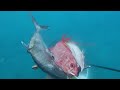 Spearfishing Hawaii - DW Murda
