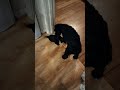 new puppies play