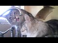 Two Maine Coon Cats Negotiate for Water