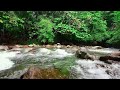 Nature Sounds Of a Forest River For Relaxation | Natural Meditation | Bird Sounds | ASMR