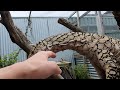 perentie feeding on a rabbit