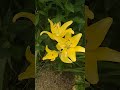 Жёлтые лилии/Жълти лилии/Yellow lilies  13.07.2024