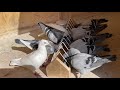 80 Mile Training Toss: *SHOCK TOSS* for my 2021 Racing Pigeons