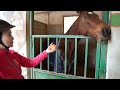The process of changing the horses shoe safely-Korean farrier