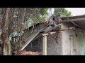 Cut large trees growing dangerously in abandoned houses - Clean up abandoned houses