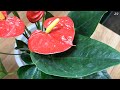 Just Sprinkle 1 Spoon! Any Anthurium Tree Will Bloom Like An Arrow!