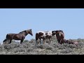 Wild Mustang Horses of Sand Wash Basin in Colorado by Karen King