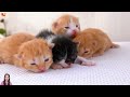 Learn about kittens - cat meow sounds - kitten meows - Part 21