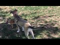 Ariel and new friend at dog park