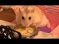 [ENG Sub] I made pasta for the hamster.