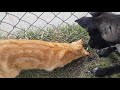 Cat and dog hunting snakes.