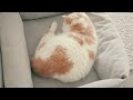 (Cat Cam) 1 HOUR STUDY WITH MY CAT 😻📚 | INCREASED PRODUCTIVITY - Soothing Music, Stress Relief