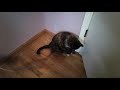 My First Video: Cat with a Feather