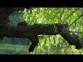 Beautiful Piano Music & Calming Lake Sounds - Relaxing Music Playlist by OCB Relax Music