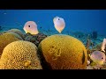 4K Stunning Underwater Wonders Of The Red Sea - Relaxing Music - Coral Reefs & Colorful Sea Life #3