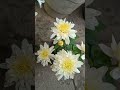 கொத்து கொத்தாக பூக்கும் செவ்வந்தி செடி | #chrysanthemum #terracegarden #maadithottam #sevvanthi