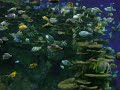 Gatlenburg Aquarium Lots o fish