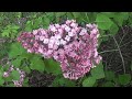 Types of lilac - Pink lilac