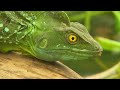 Wildlife Instincts: Survival Techniques - Iguana vs. Basilisk | Free Documentary Nature