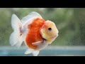 쇼군 고질라 단미 샐랙 ( Shogun Godzilla ) Nice goldfish Beautiful oranda #goldfish #godzilla #shogun #쇼군 #고질라