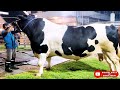 1200 KG Holstein Friesian bull | Brownie's Ranch