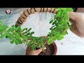 Easy Jade Plant Circular Topiary recycling household items #amritashaw #jadeplant #BestTopiaryIdeas