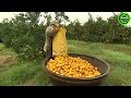 The Most Modern Agriculture Machines That Are At Another Level, How To Harvest Grapes In Farm ▶3