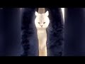 🐈 New Funny Cats and Dogs Videos 🙀🐱 New Funny Animals 2024 😆😍