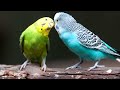 1 Hour || Calming Music For Birds || Budgies || Relaxing Music to Tame your Birds #4