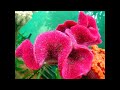 Celosia Flower Slideshow