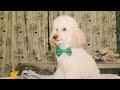 @ cute poodle# short# short feed#internet yt shorts # internet yt short # short feed # short feed