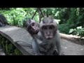 Monkeys at the Monkey Forest