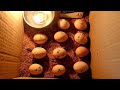 How to make an incubator at home and hatch chickens eggs