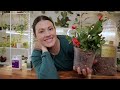 How To Care For Christmas Cactus, Thanksgiving Cactus & Easter Cactus - Houseplant Care 101