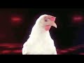 You spin me round but I added a chicken spinning in the background