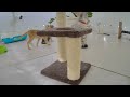 Laugh Uncontrollably! Best Funny Cat Videos 2024 🐱🙀 Best Funny Animal Videos 🐱😘