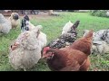 Learn the Breed and Name of Each of My Chickens