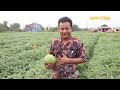 खैरहनीमा सुन फलाउँदै नविन || Watermelon Farming in Nepal ||