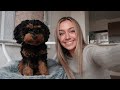 6 Month Puppy Update // Raising our Black & Tan Cavapoo Puppy - Costs, Potty & Crate Training etc