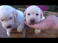 Puppy Wagon Ride!!