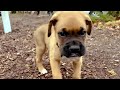 PUPPY VLOG: 8 WEEKS 🐾 Puppy Hops + Zoomies 🐶🌪
