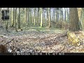 Dead pants in the forest - exciting shots from wildlife cameras!