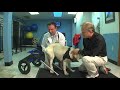 Veterinarian Demonstrates how to put a Walkin' Wheels Dog Wheelchair on a dog