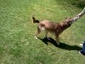 Dog kicking