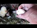 حصاد الدجاجة من بيض الكتاكيت المولودة حديثًا 