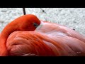 10 Most Beautiful Birds on Planet Earth 2