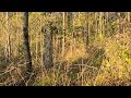 Stealth gobblers - always heard, seldom seen in Union County, Mississippi