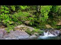 Beautiful small waterfall in the middle of the green forest, natural sounds, babbling stream, ASMR