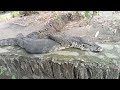 EKPLORASI BAMBU UNIK, PENANGKAPAN BIAWAK SUPER JUMBO